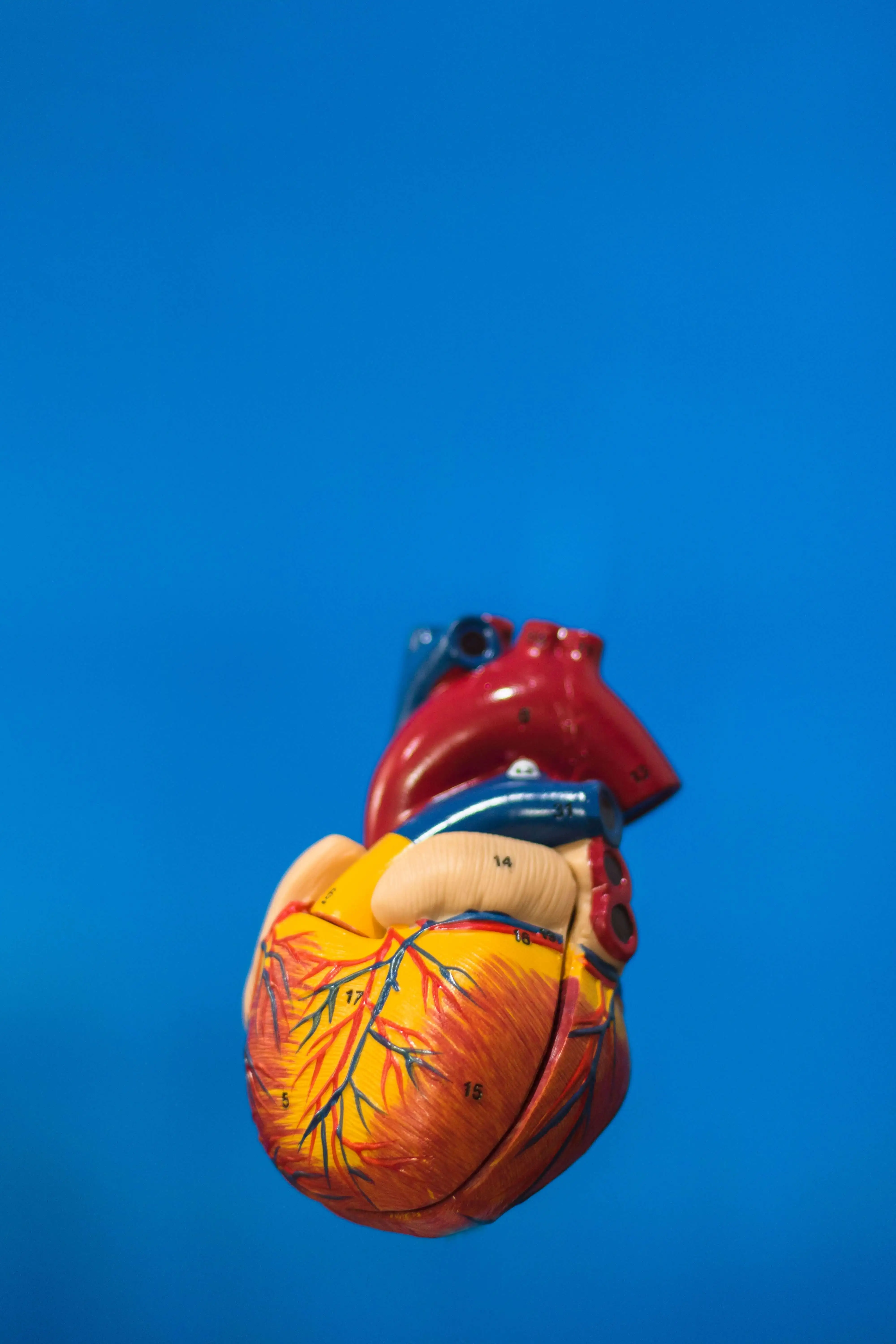 The Engine of Life: Human Heart Anatomy & Physiology